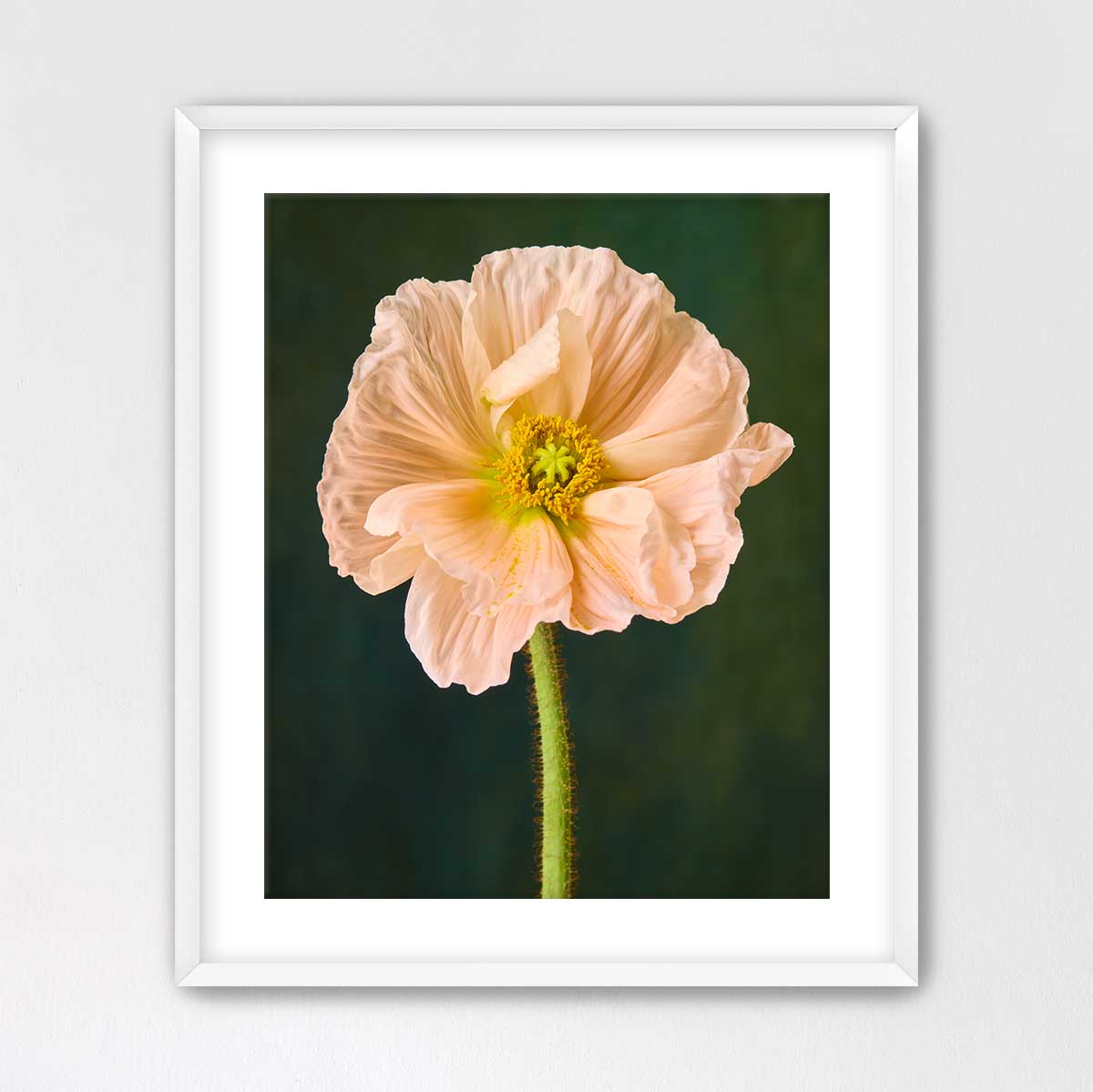 The Amalfi Poppy