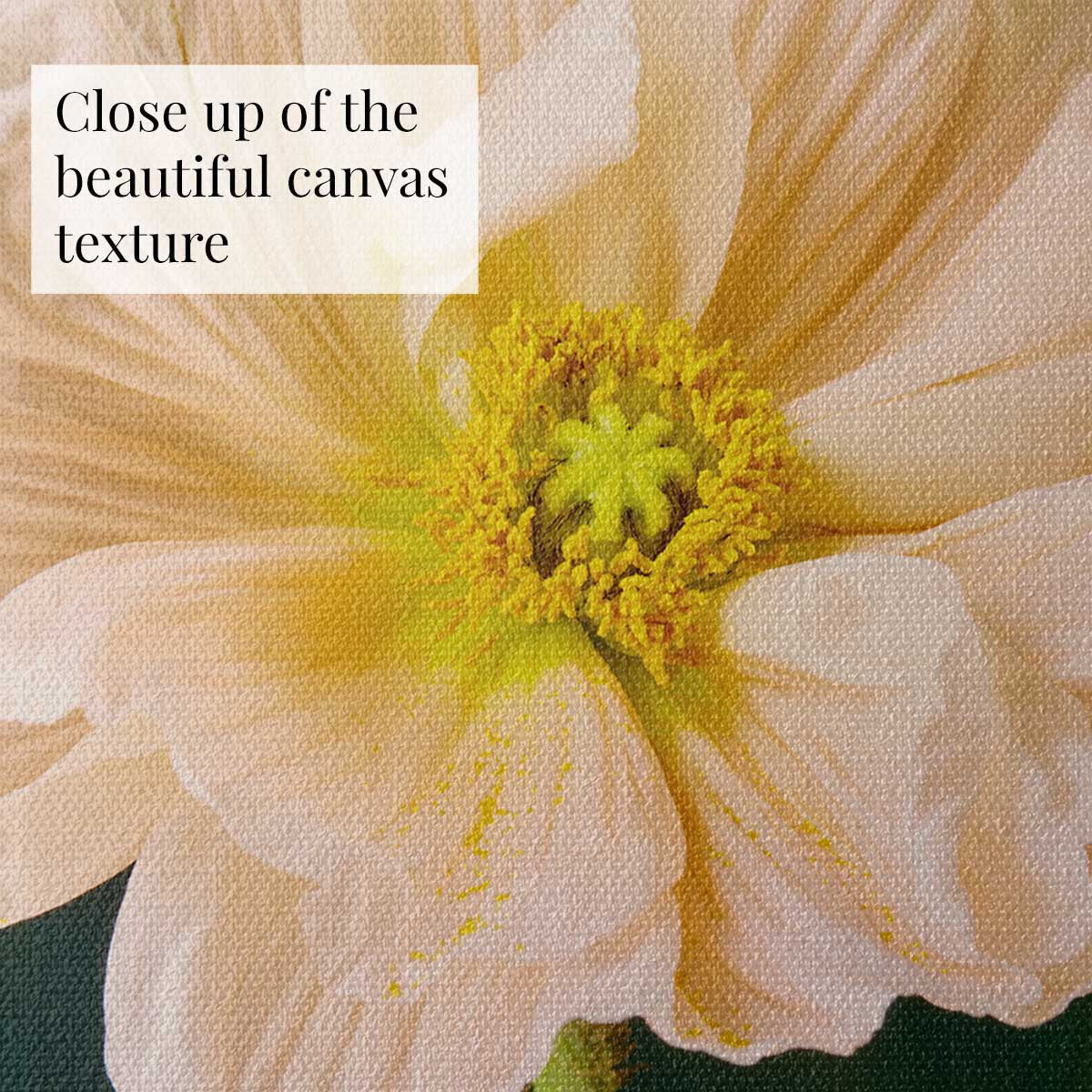 The Amalfi Poppy