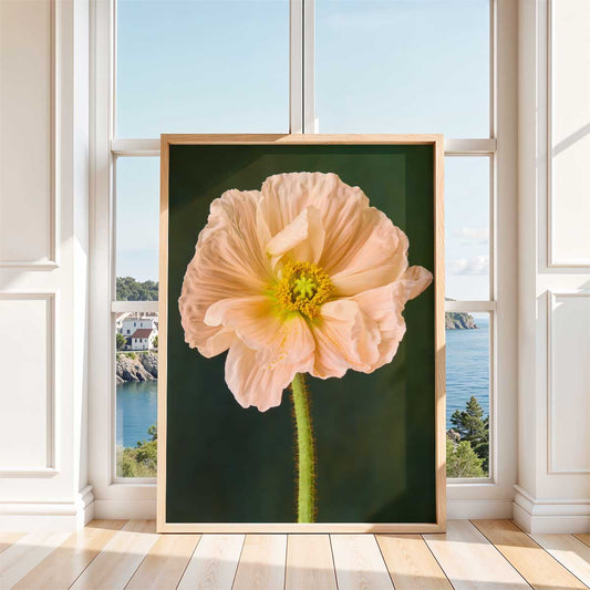 The Amalfi Poppy