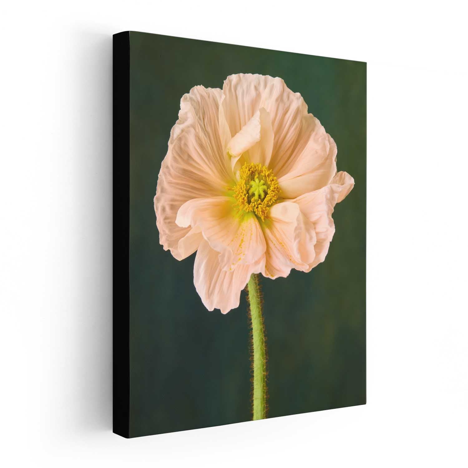 The Amalfi Poppy