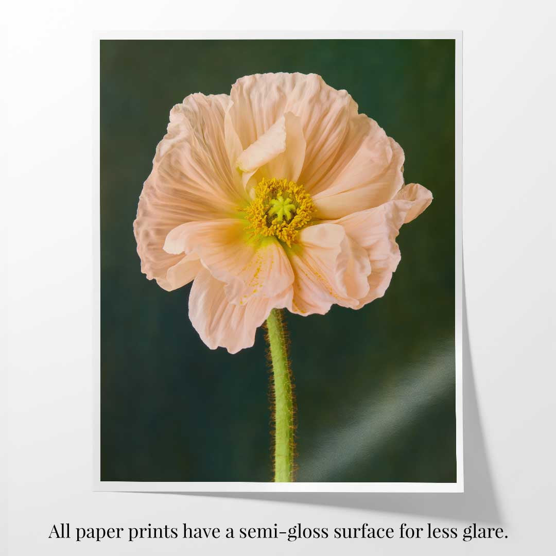 The Amalfi Poppy