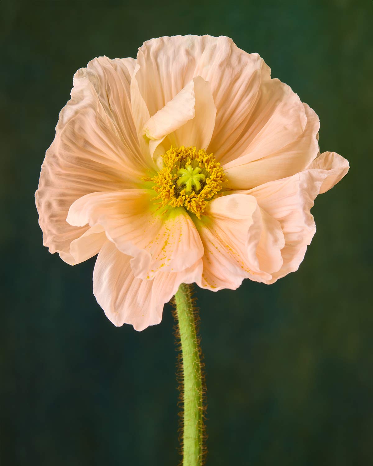 The Amalfi Poppy