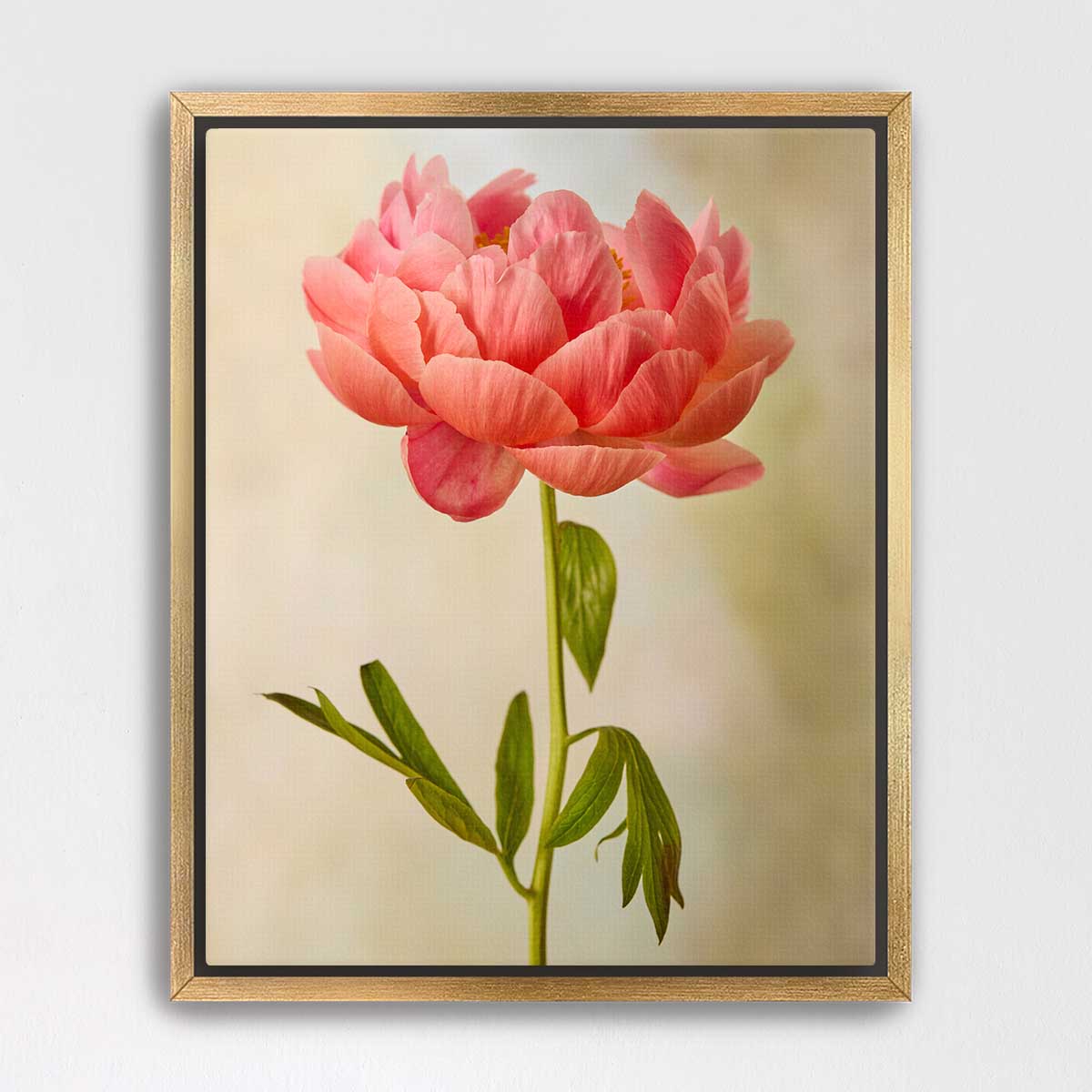 Coral Charm Peony Portrait 1
