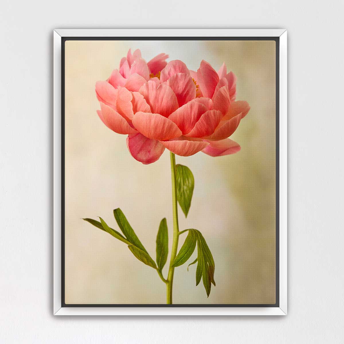 Coral Charm Peony Portrait 1