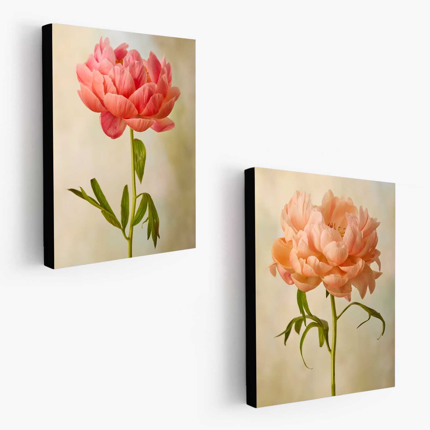 Coral Charm Peony Duo