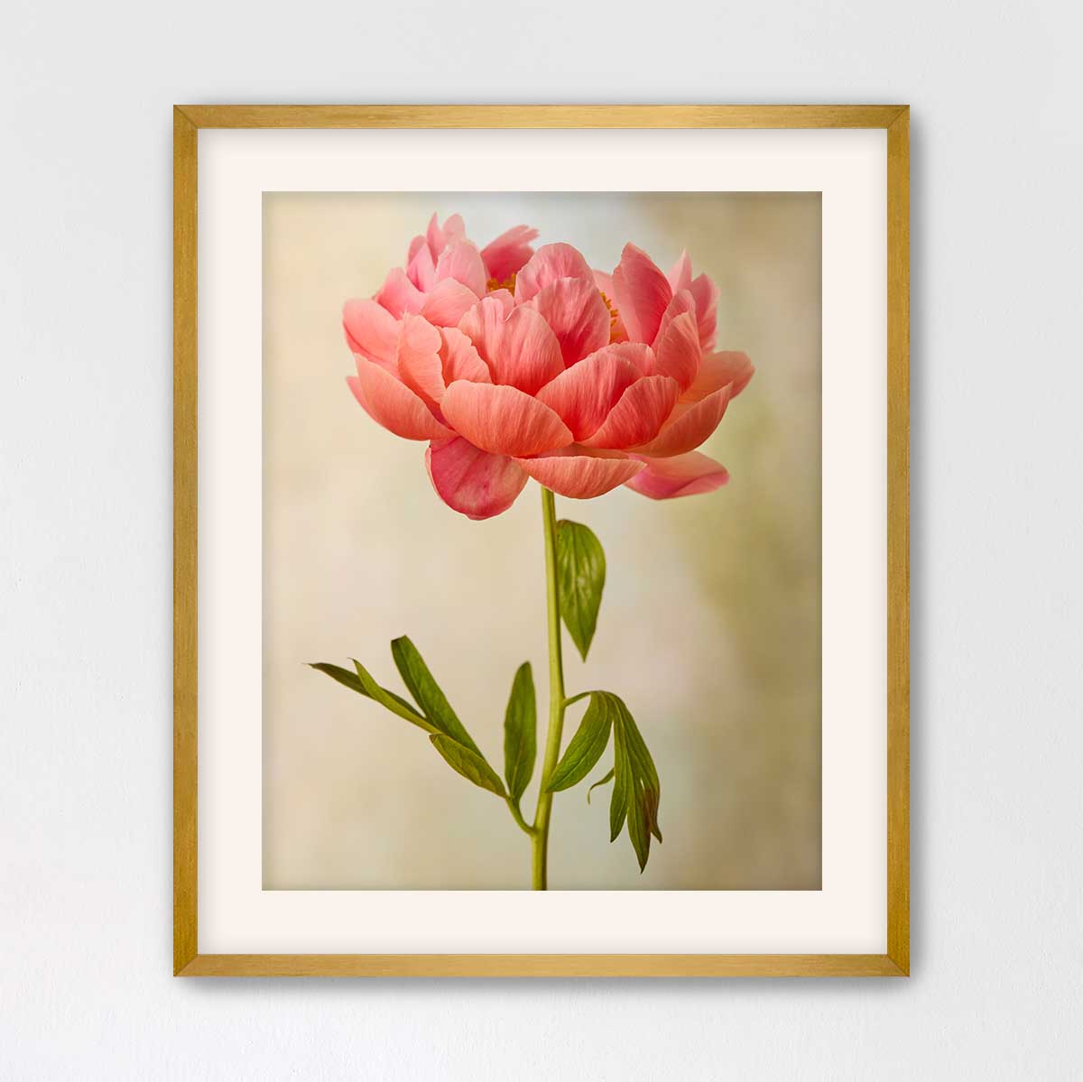 Coral Charm Peony Portrait 1