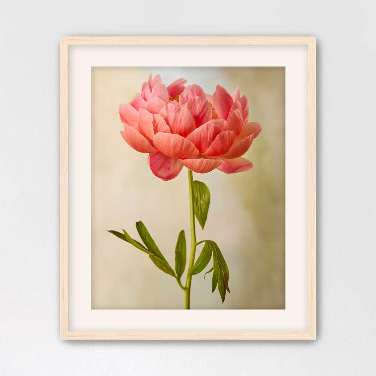 Coral Charm Peony Portrait 1