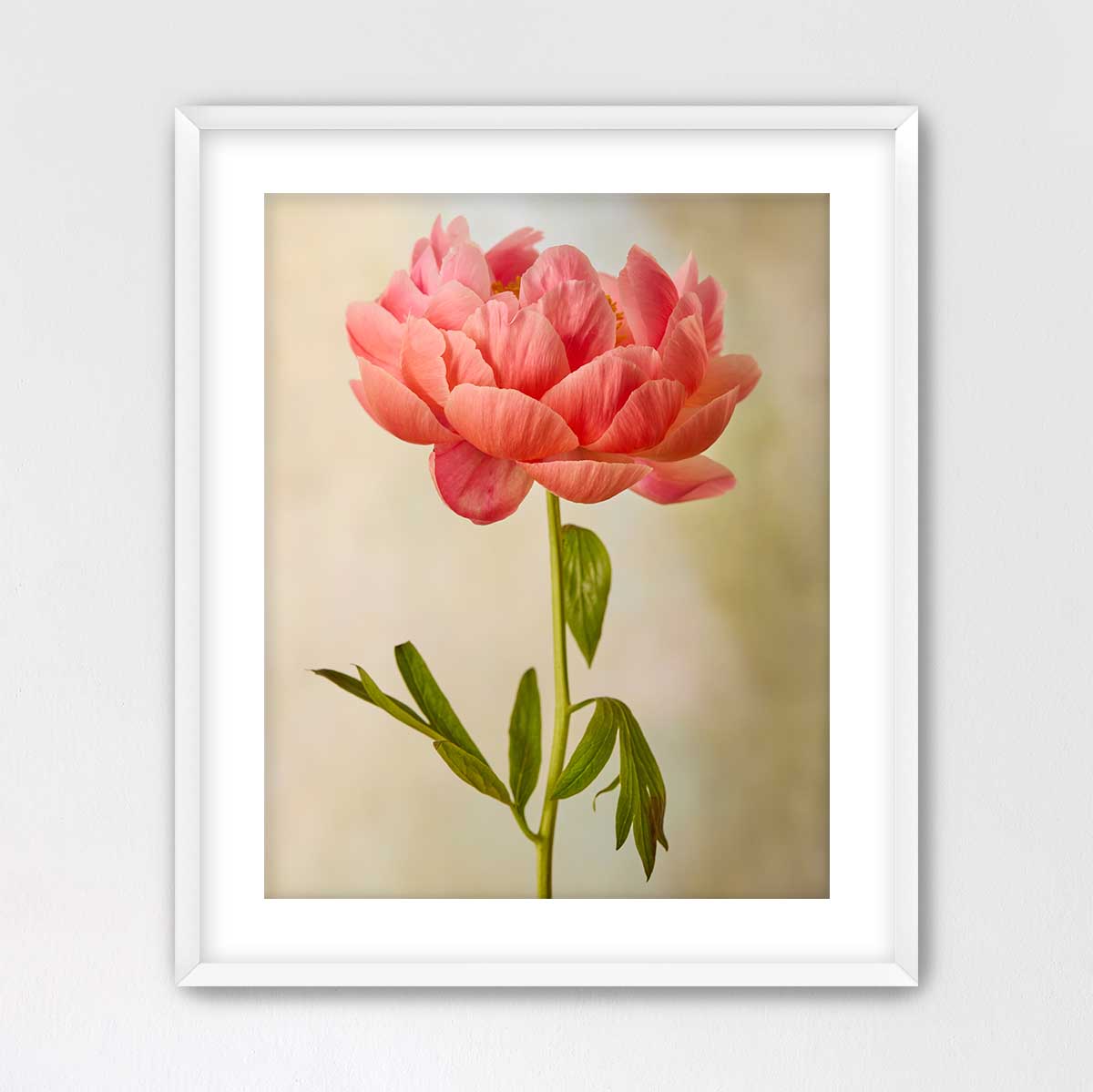 Coral Charm Peony Portrait 1