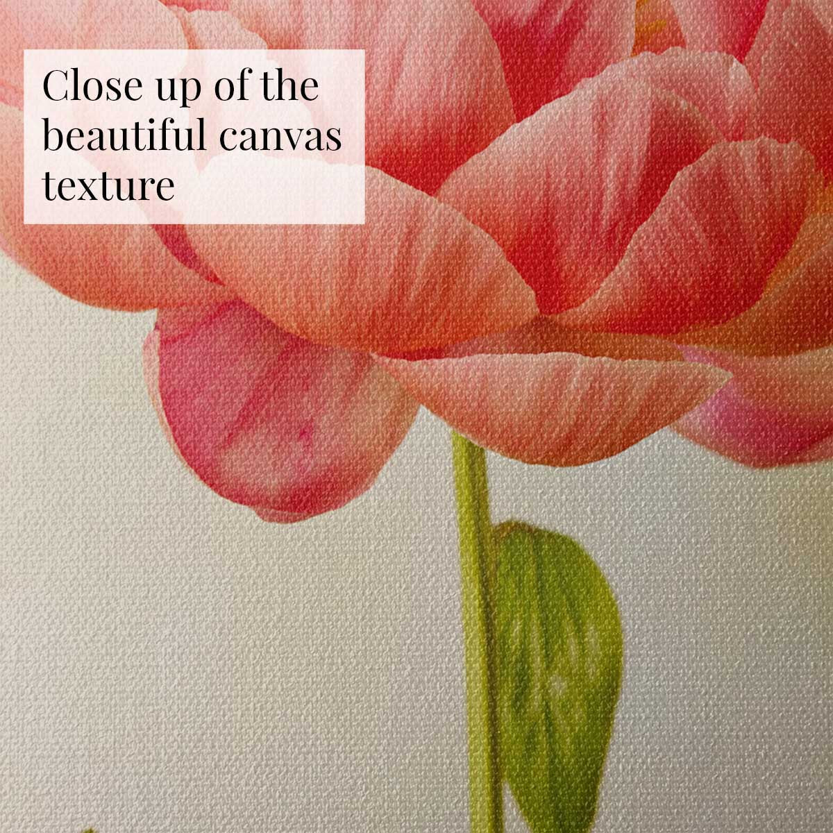 Coral Charm Peony Portrait 1