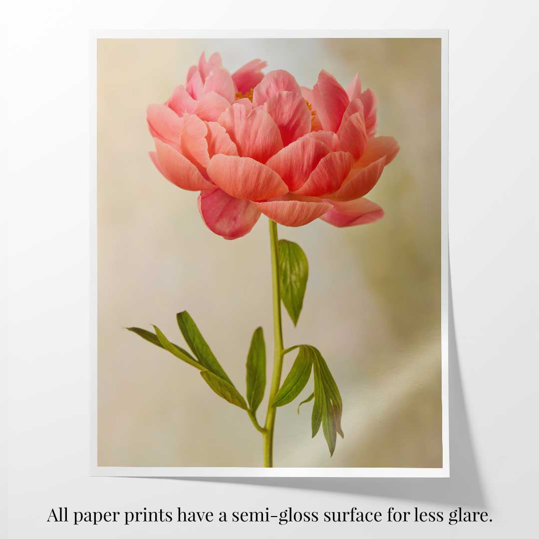 Coral Charm Peony Portrait 1