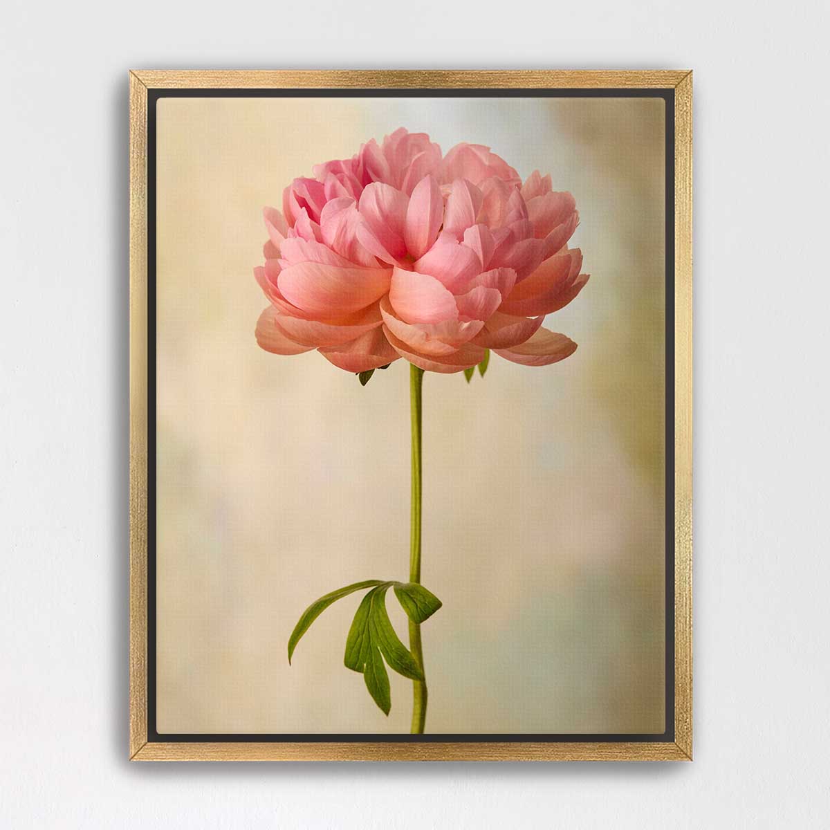 Coral Charm Peony Portrait 2