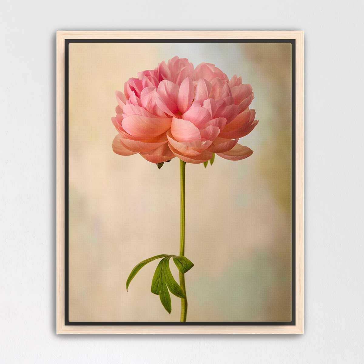Coral Charm Peony Portrait 2