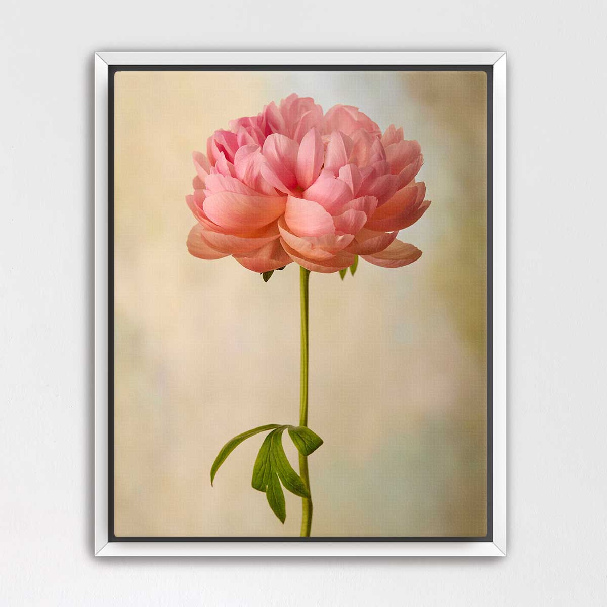 Coral Charm Peony Portrait 2