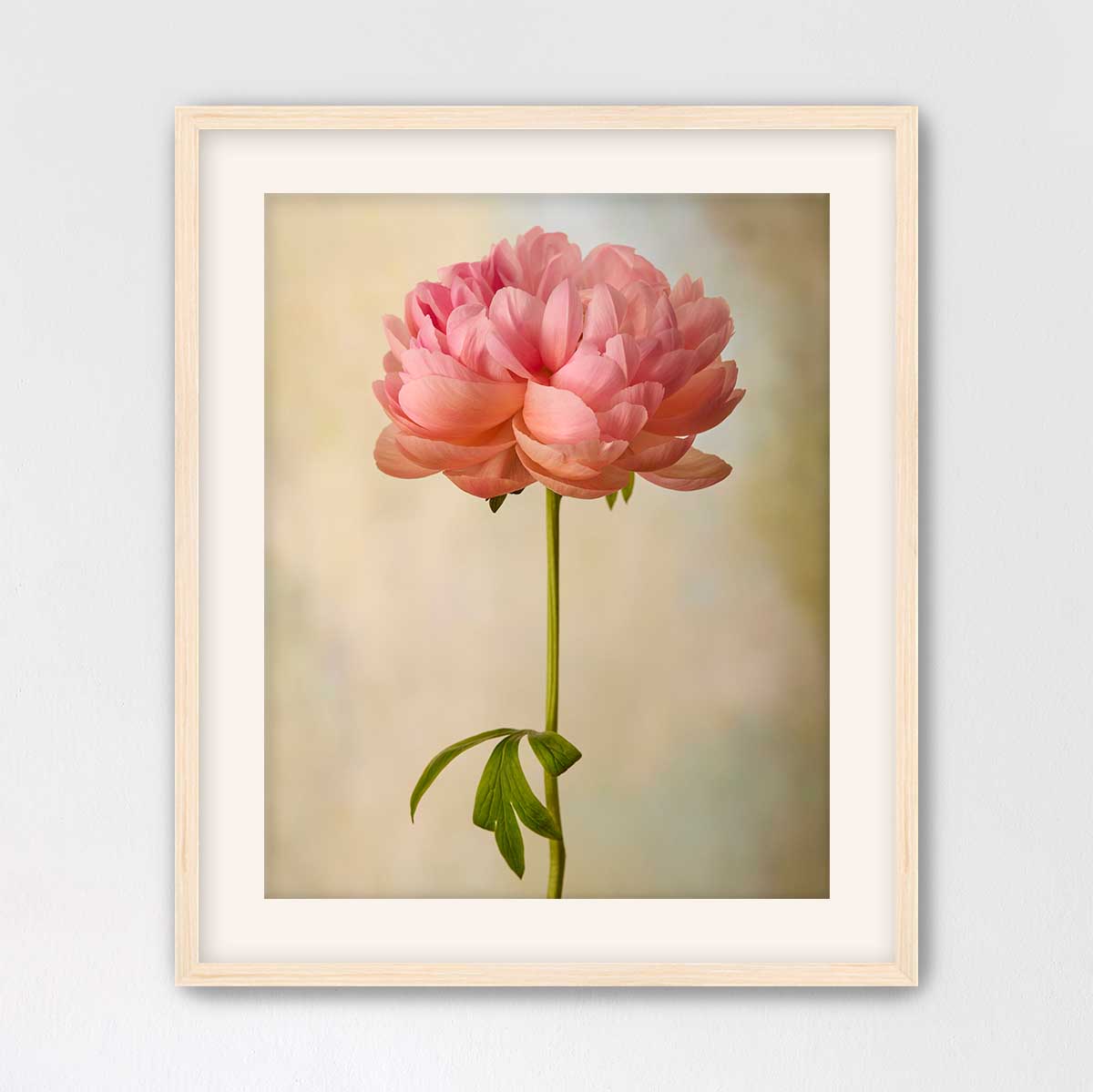 Coral Charm Peony Portrait 2