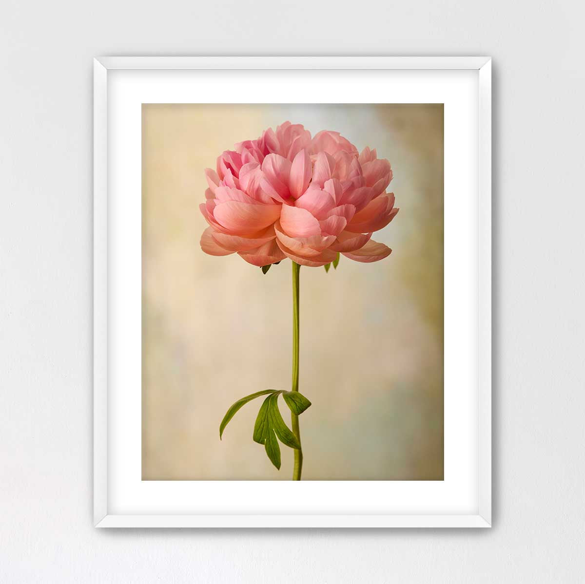 Coral Charm Peony Portrait 2