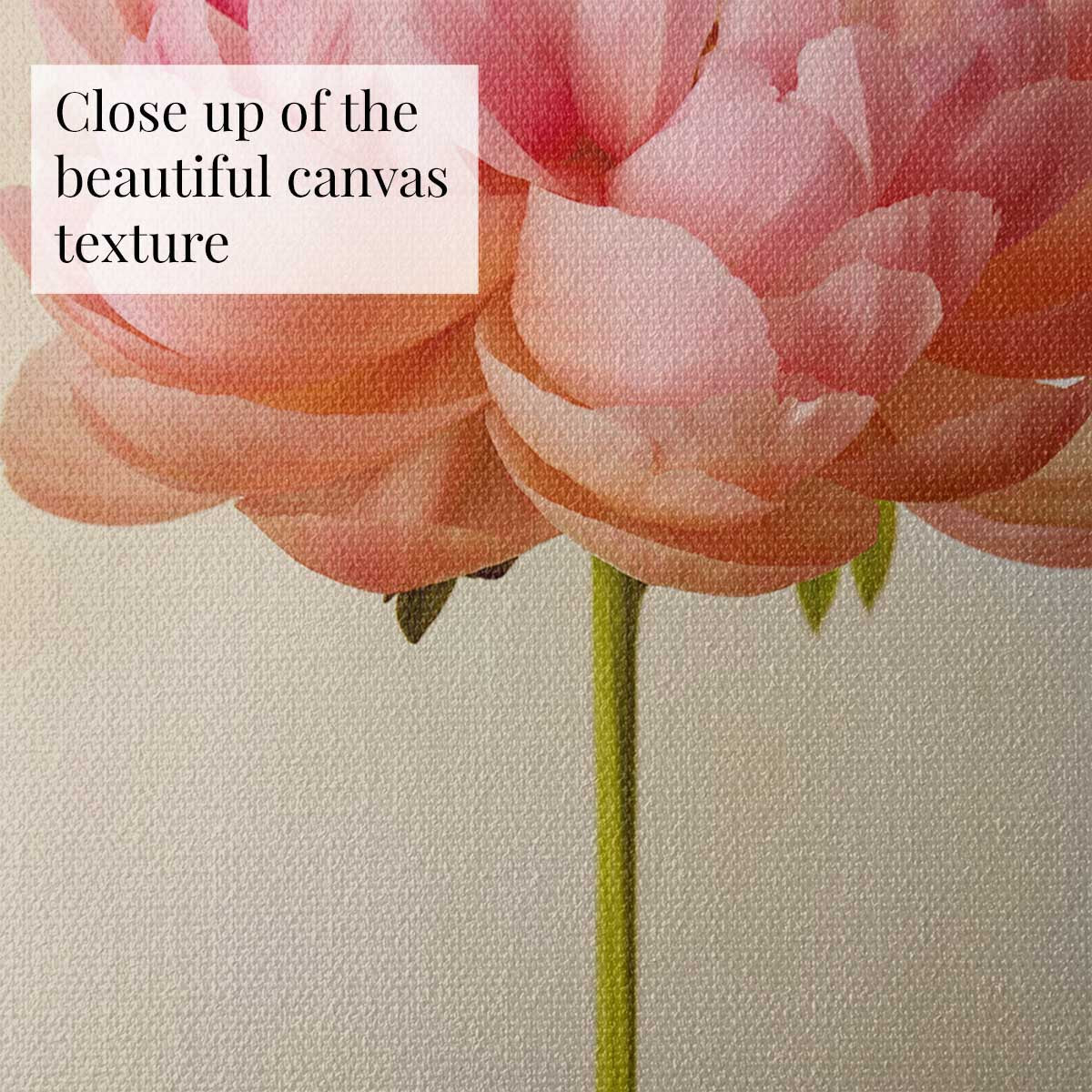 Coral Charm Peony Portrait 2