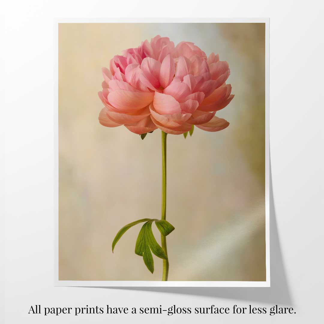 Coral Charm Peony Portrait 2