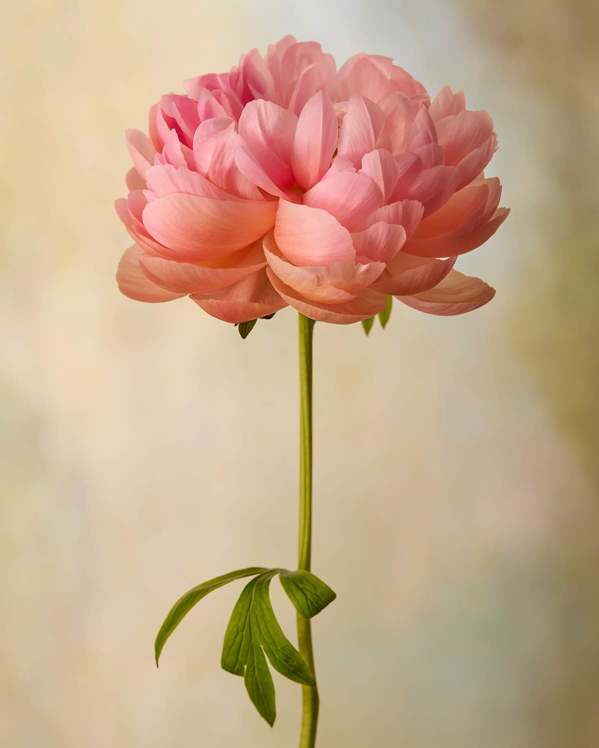 Coral Charm Peony Portrait 2