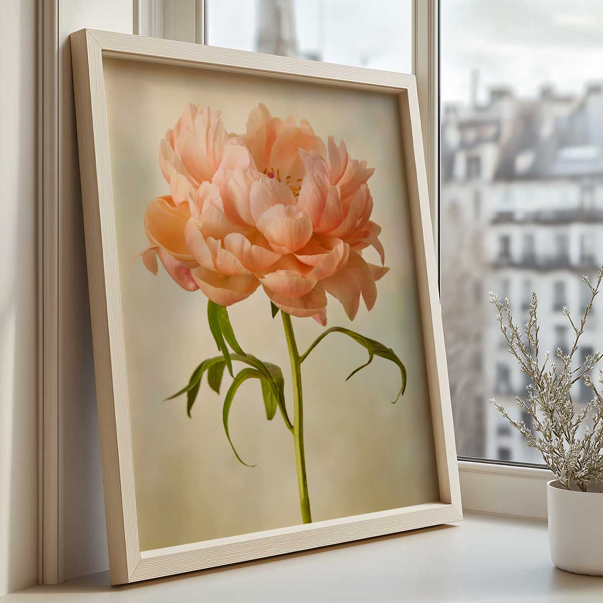 Coral Charm  Peony Portrait 3