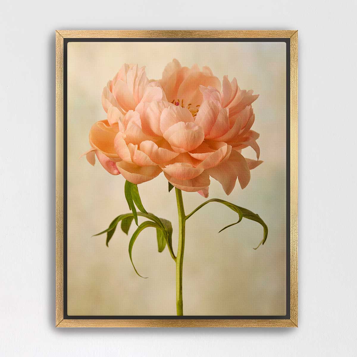 Coral Charm  Peony Portrait 3