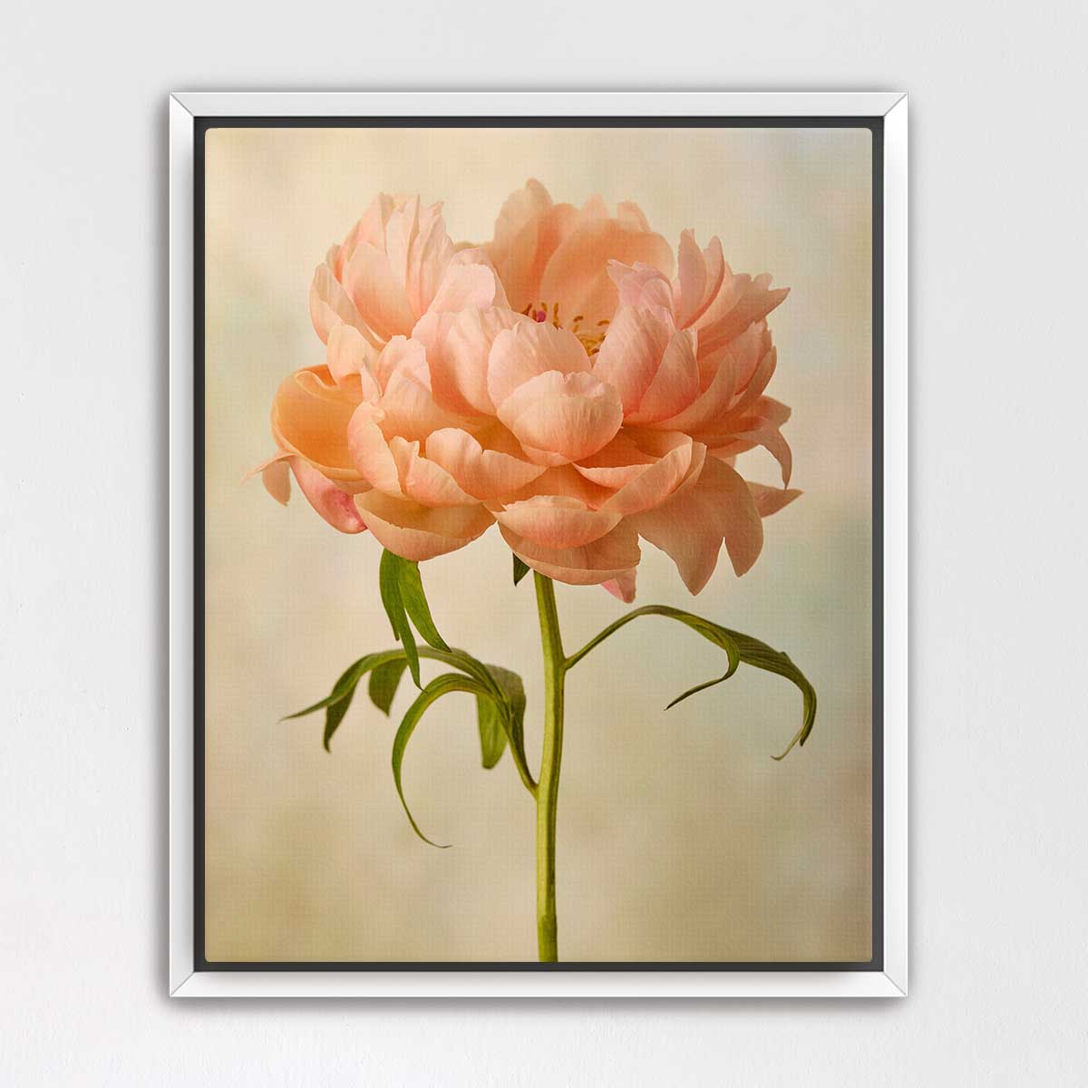 Coral Charm  Peony Portrait 3