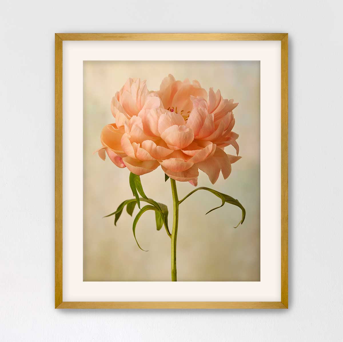 Coral Charm  Peony Portrait 3