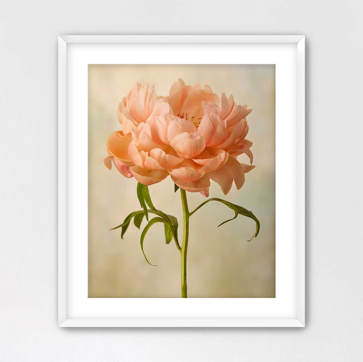 Coral Charm  Peony Portrait 3