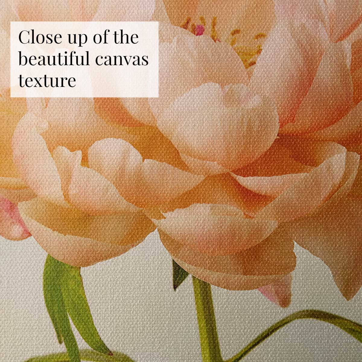 Coral Charm  Peony Portrait 3