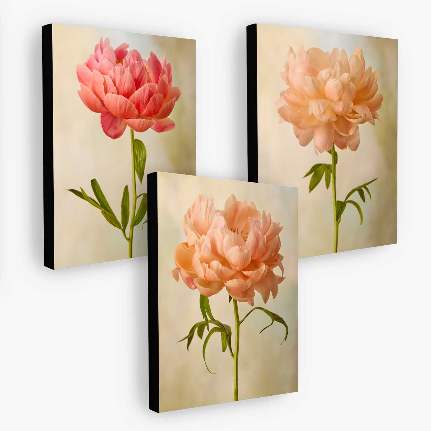 Coral Charm Peony - 3 Piece Art Set