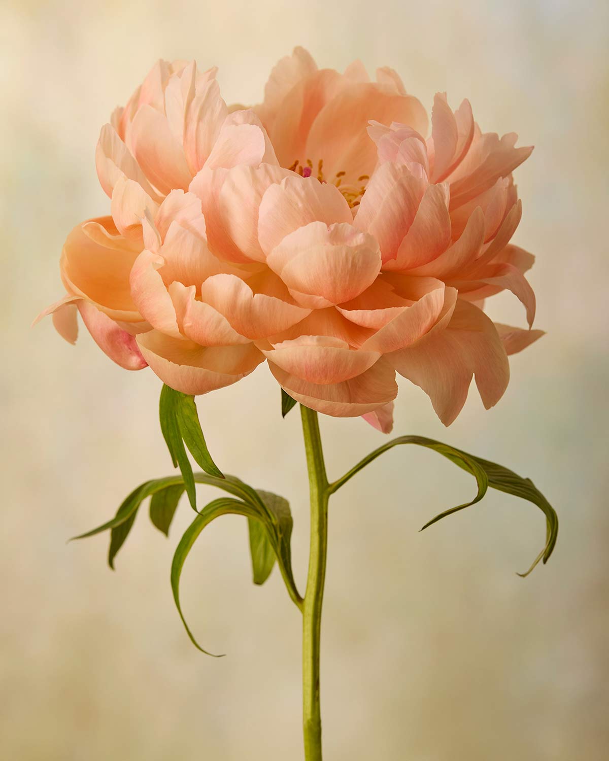 Coral Charm  Peony Portrait 3