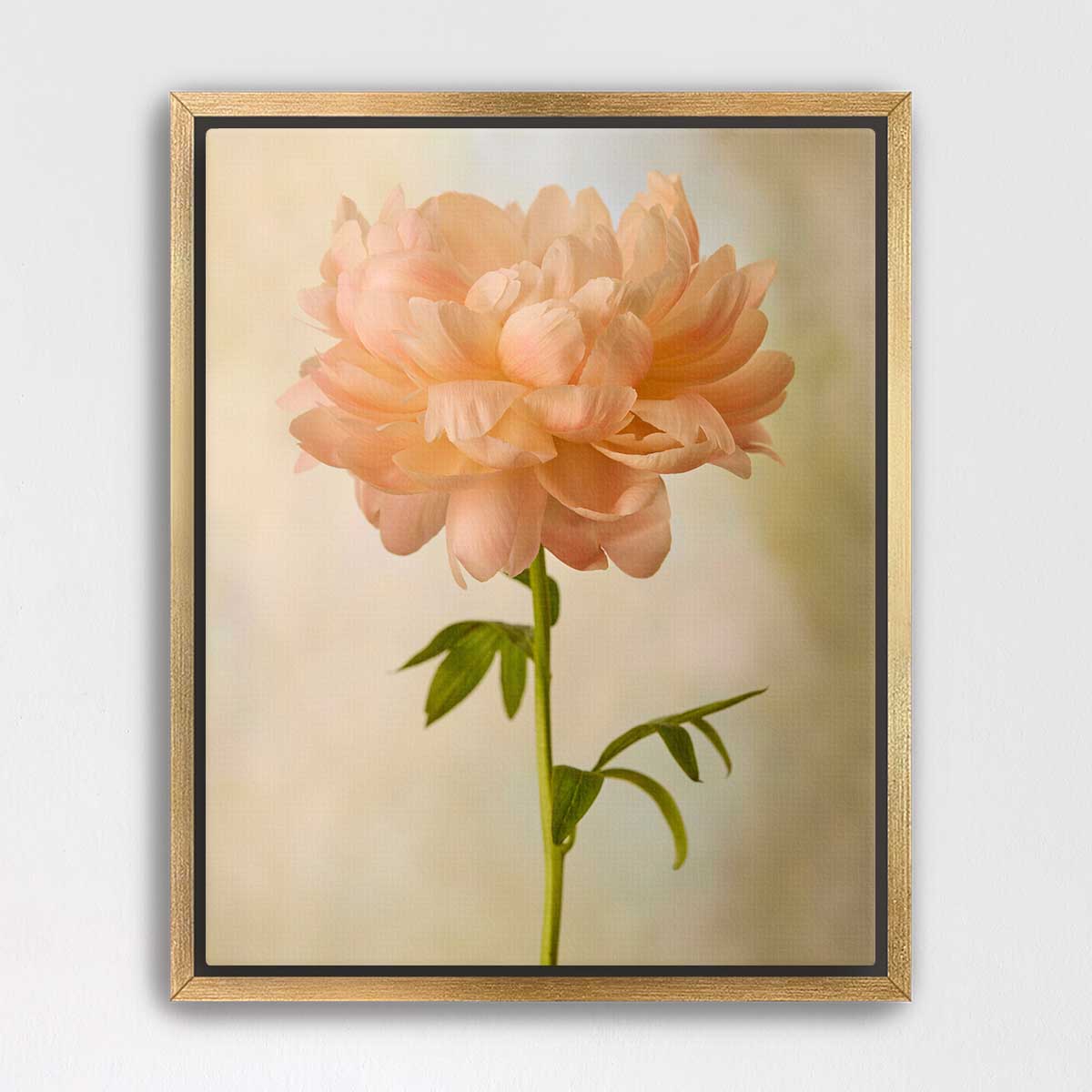 Coral Charm Peony Portrait 4