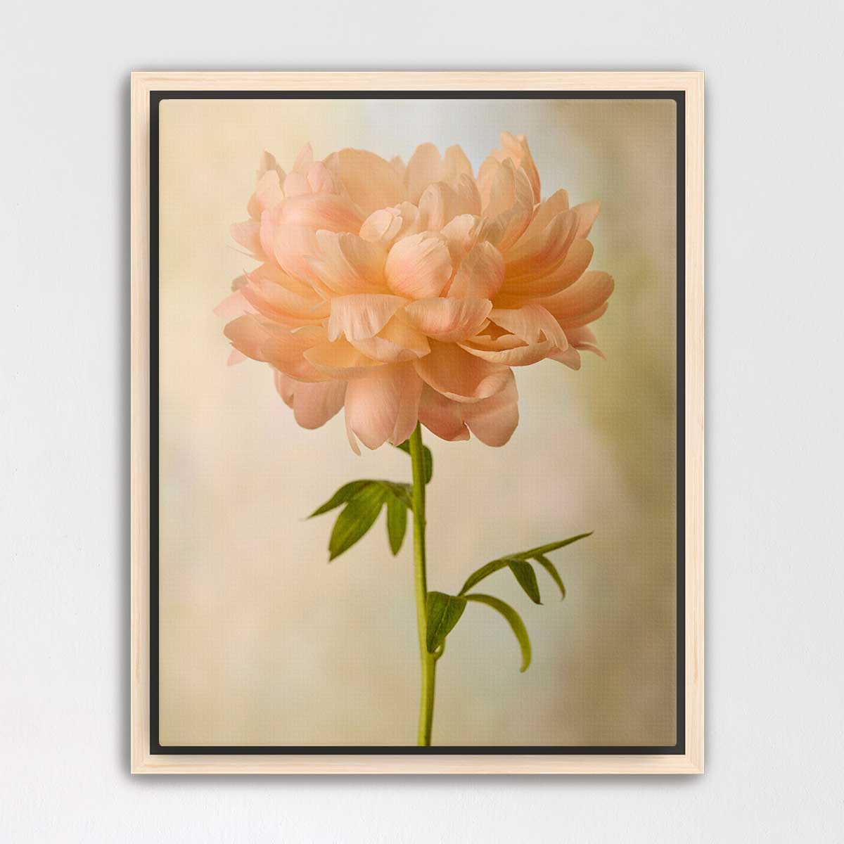 Coral Charm Peony Portrait 4