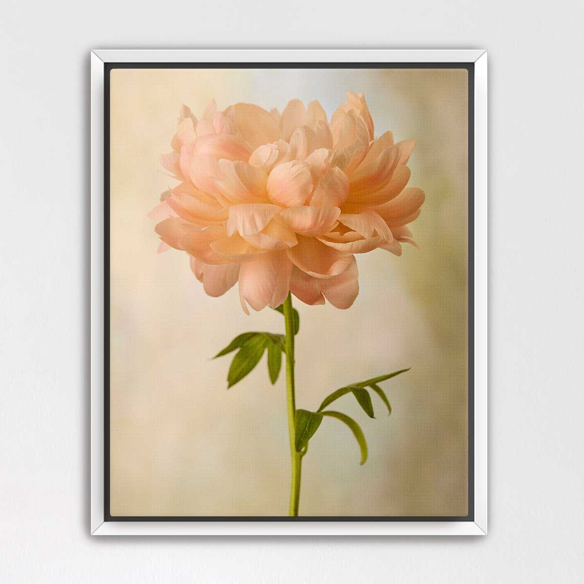 Coral Charm Peony Portrait 4