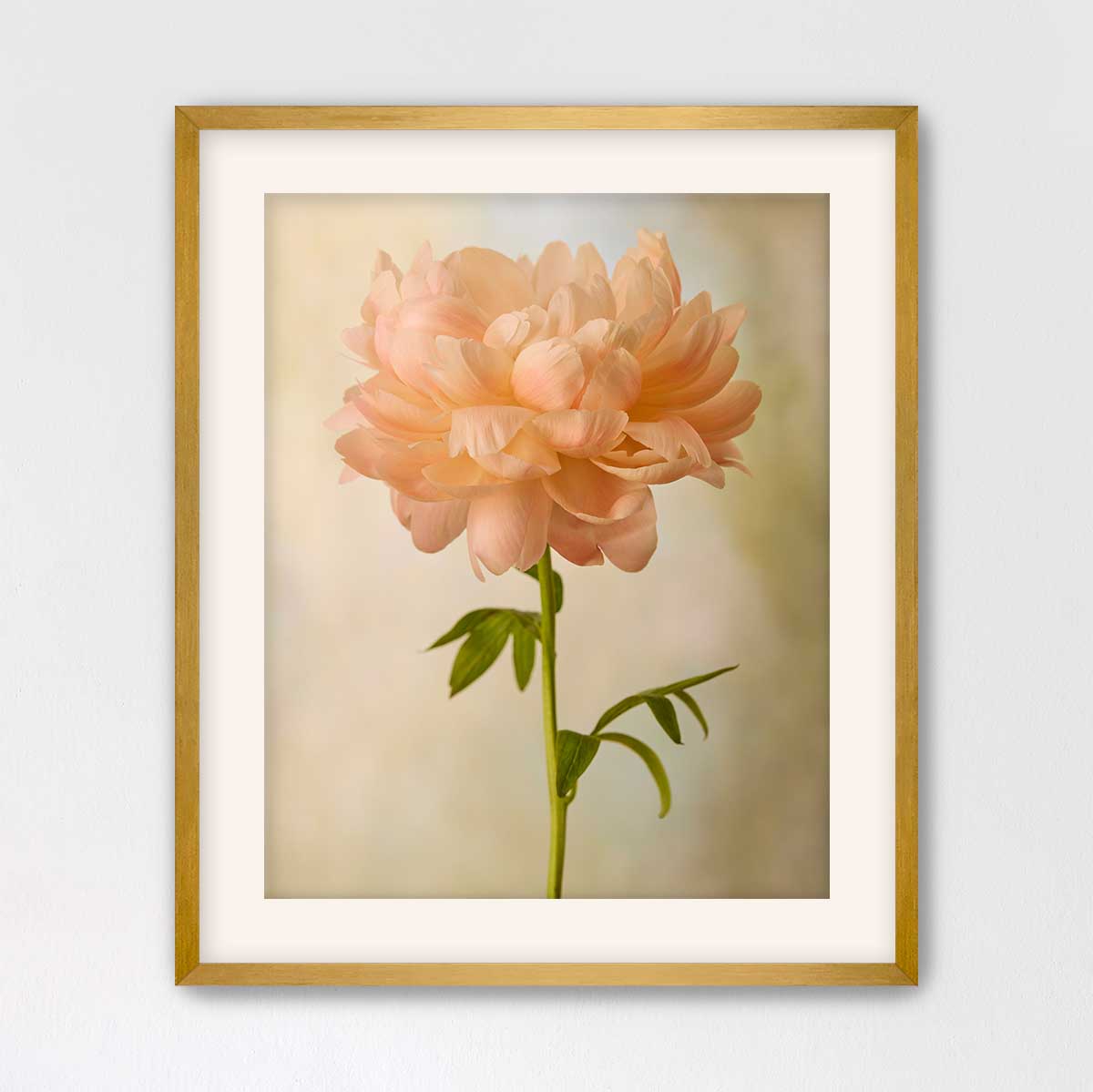 Coral Charm Peony Portrait 4