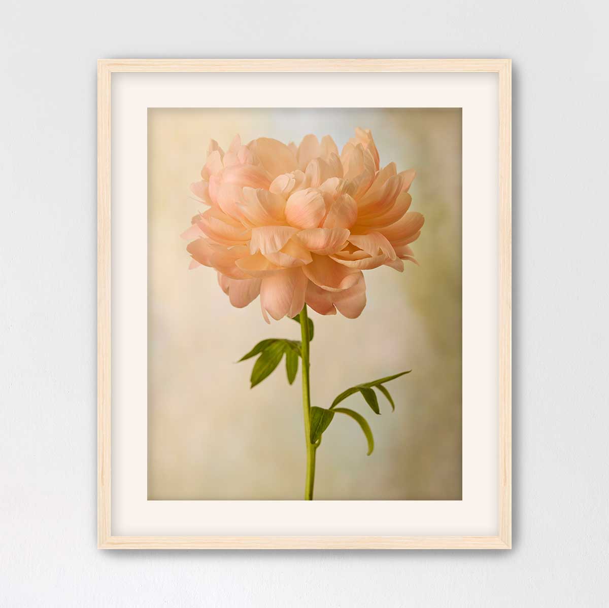Coral Charm Peony Portrait 4