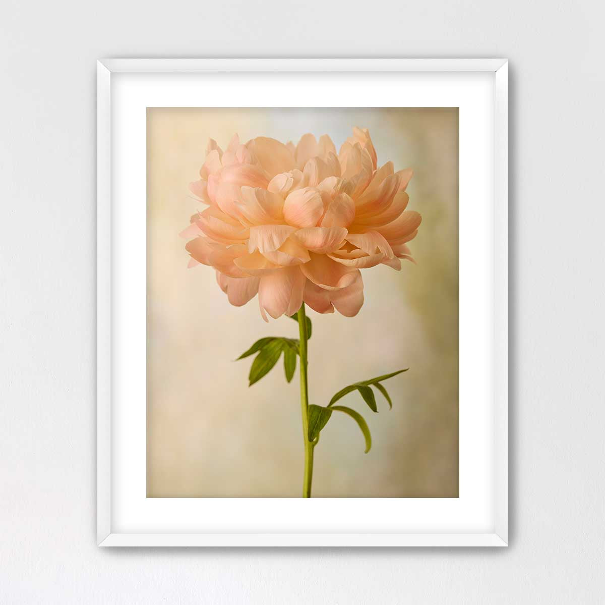 Coral Charm Peony Portrait 4