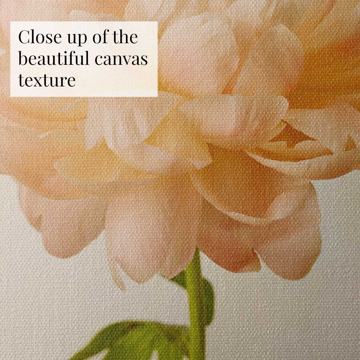 Coral Charm Peony Portrait 4