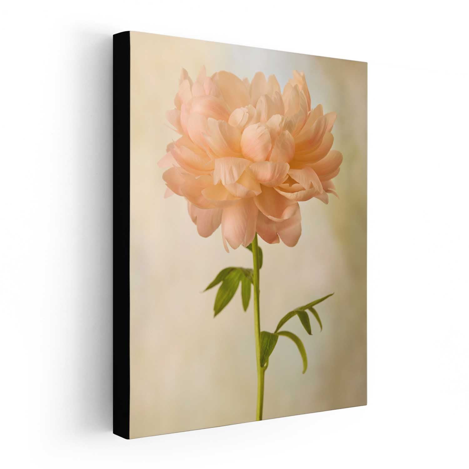 Coral Charm Peony Portrait 4
