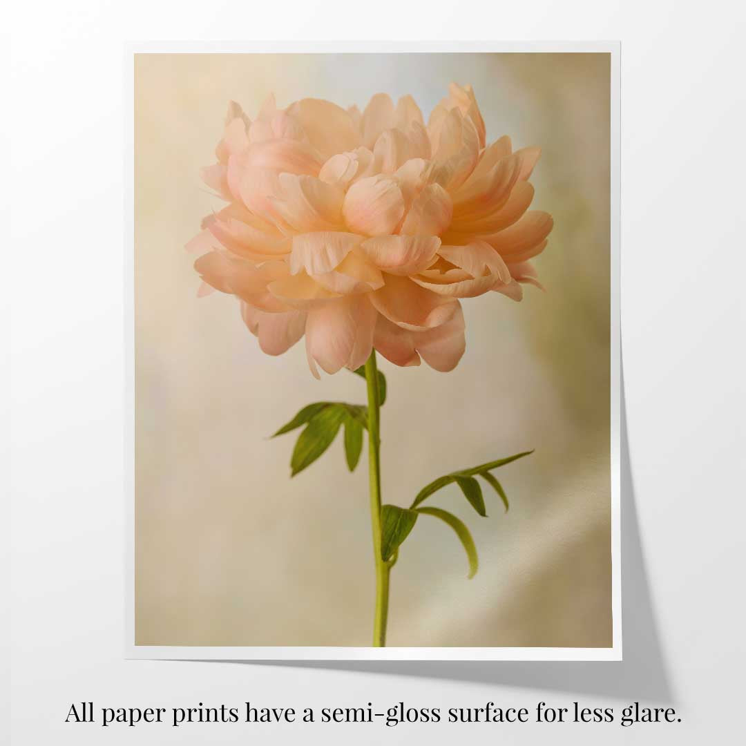 Coral Charm Peony Portrait 4