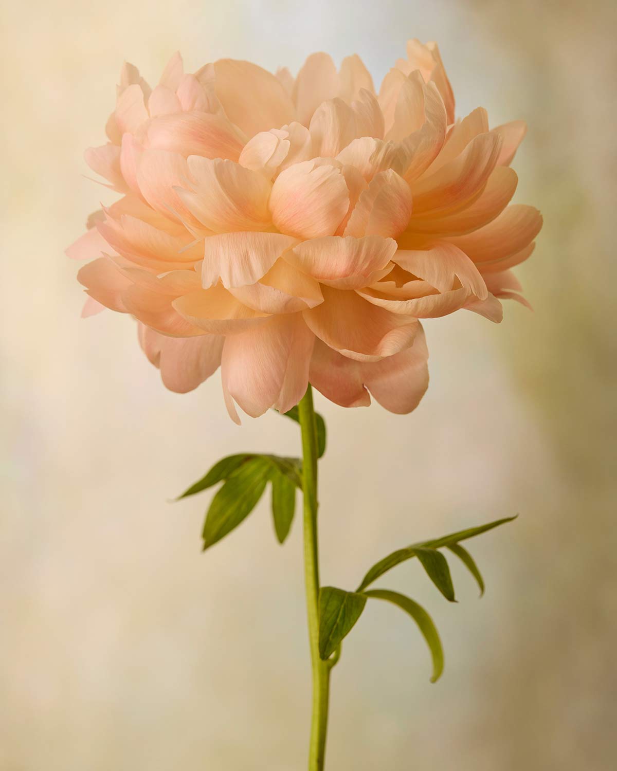 Coral Charm Peony Portrait 4