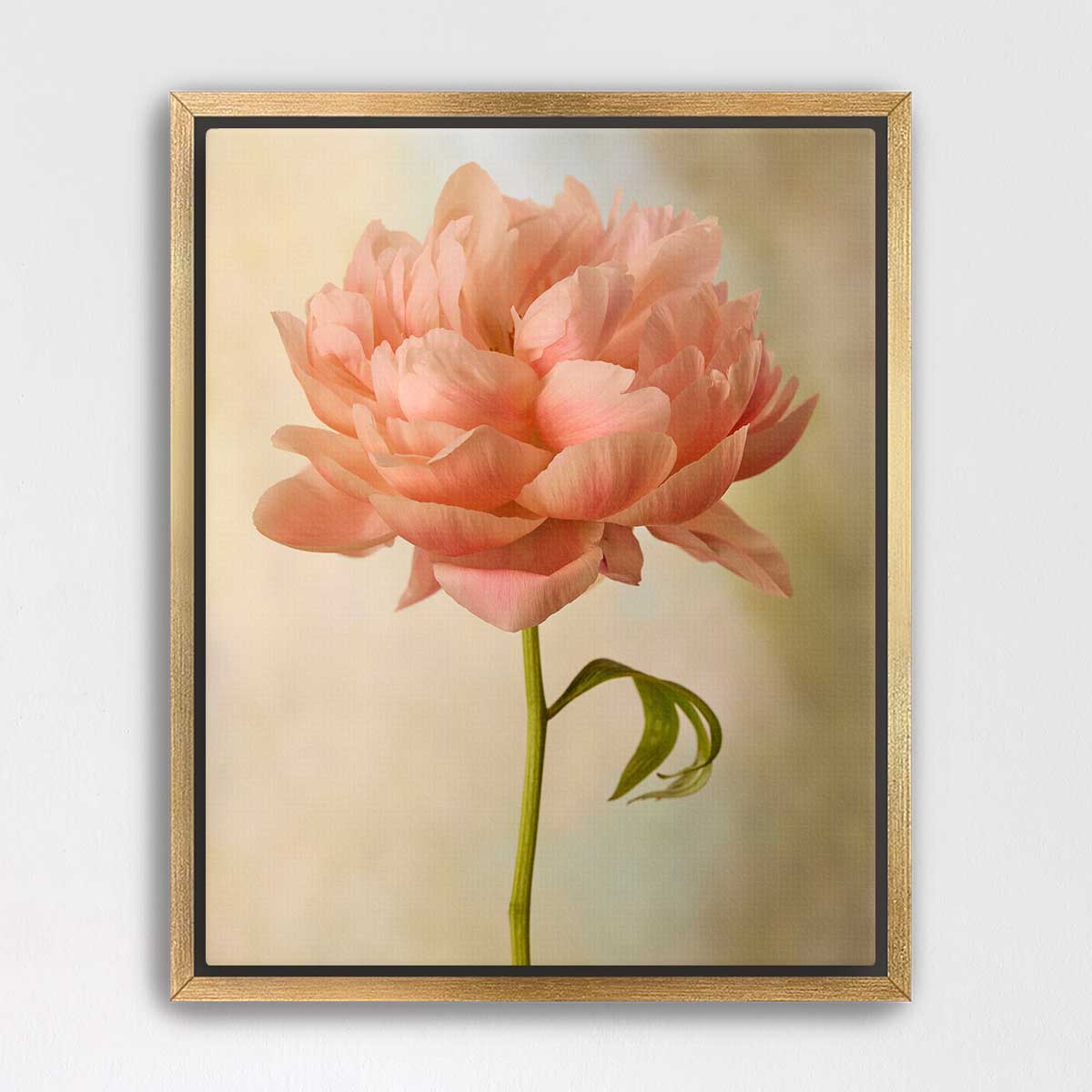 Coral Charm Peony Portrait 5