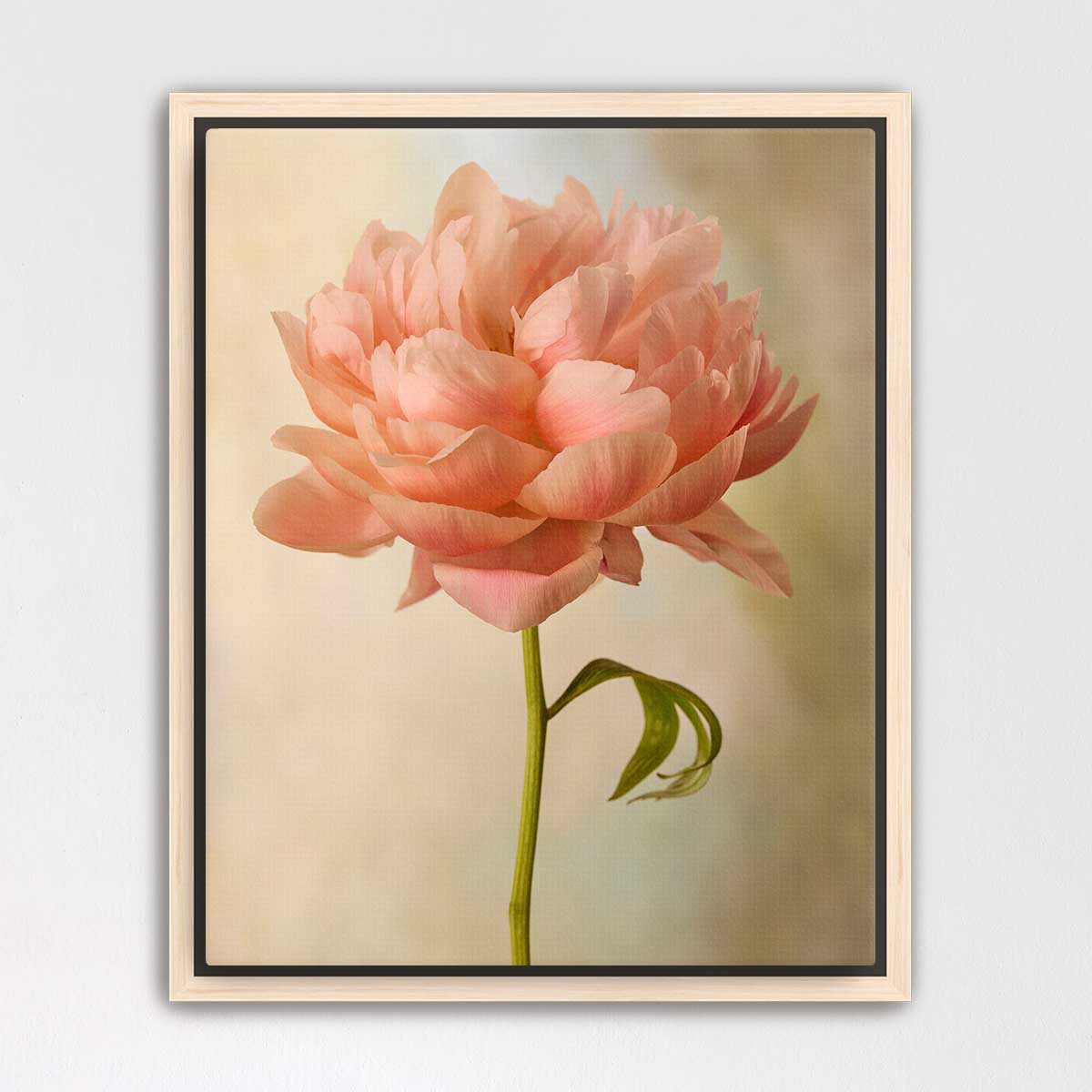 Coral Charm Peony Portrait 5