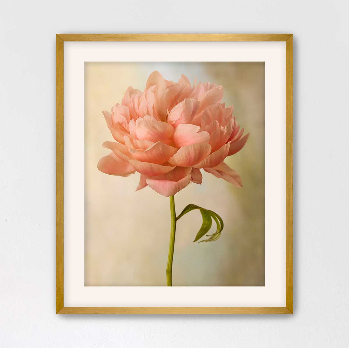 Coral Charm Peony Portrait 5