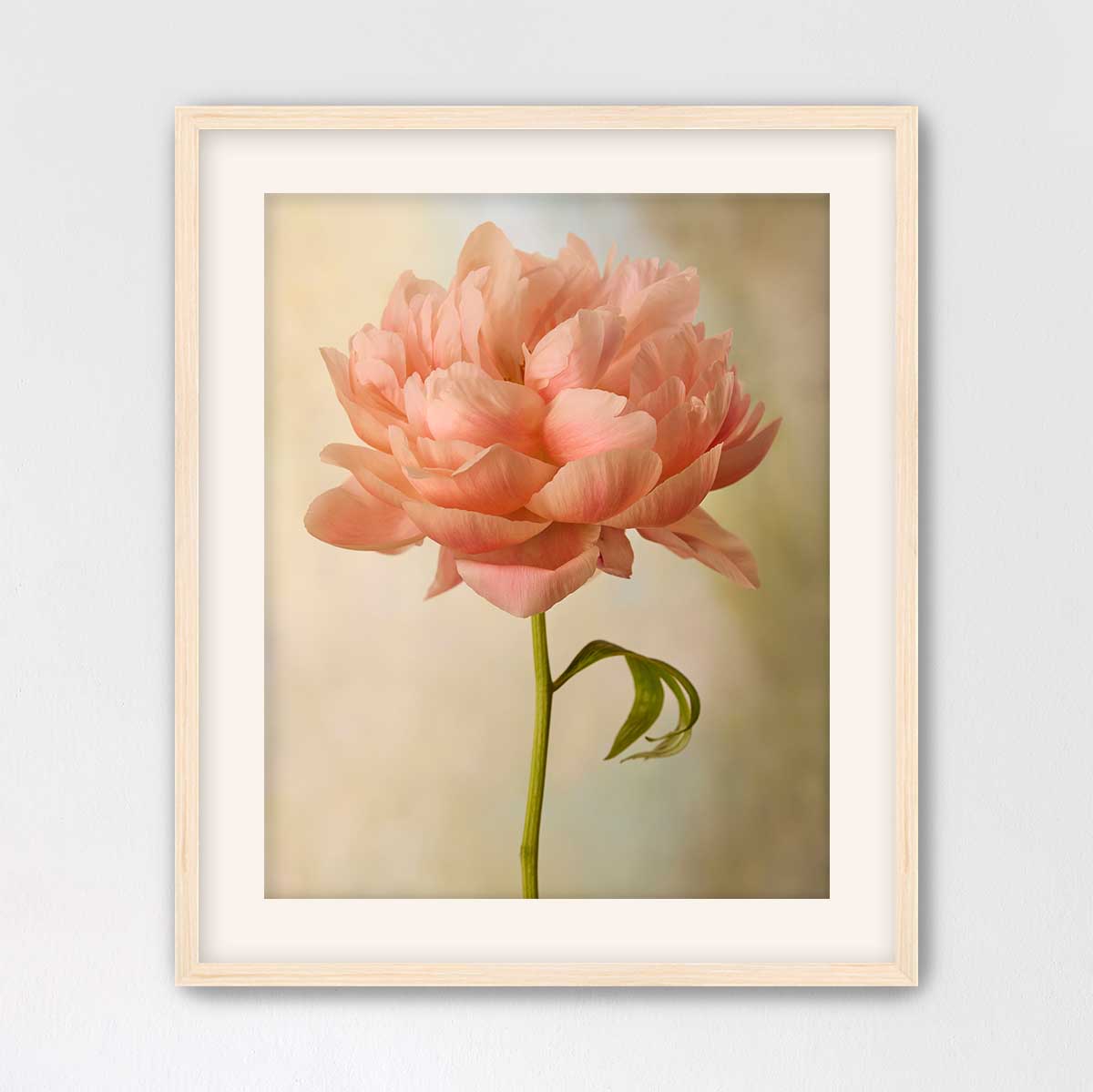 Coral Charm Peony Portrait 5