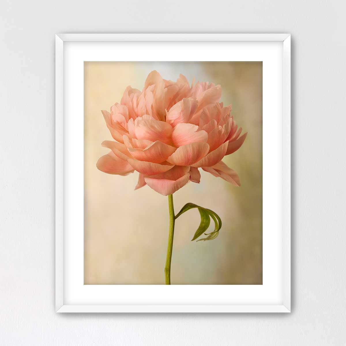 Coral Charm Peony Portrait 5