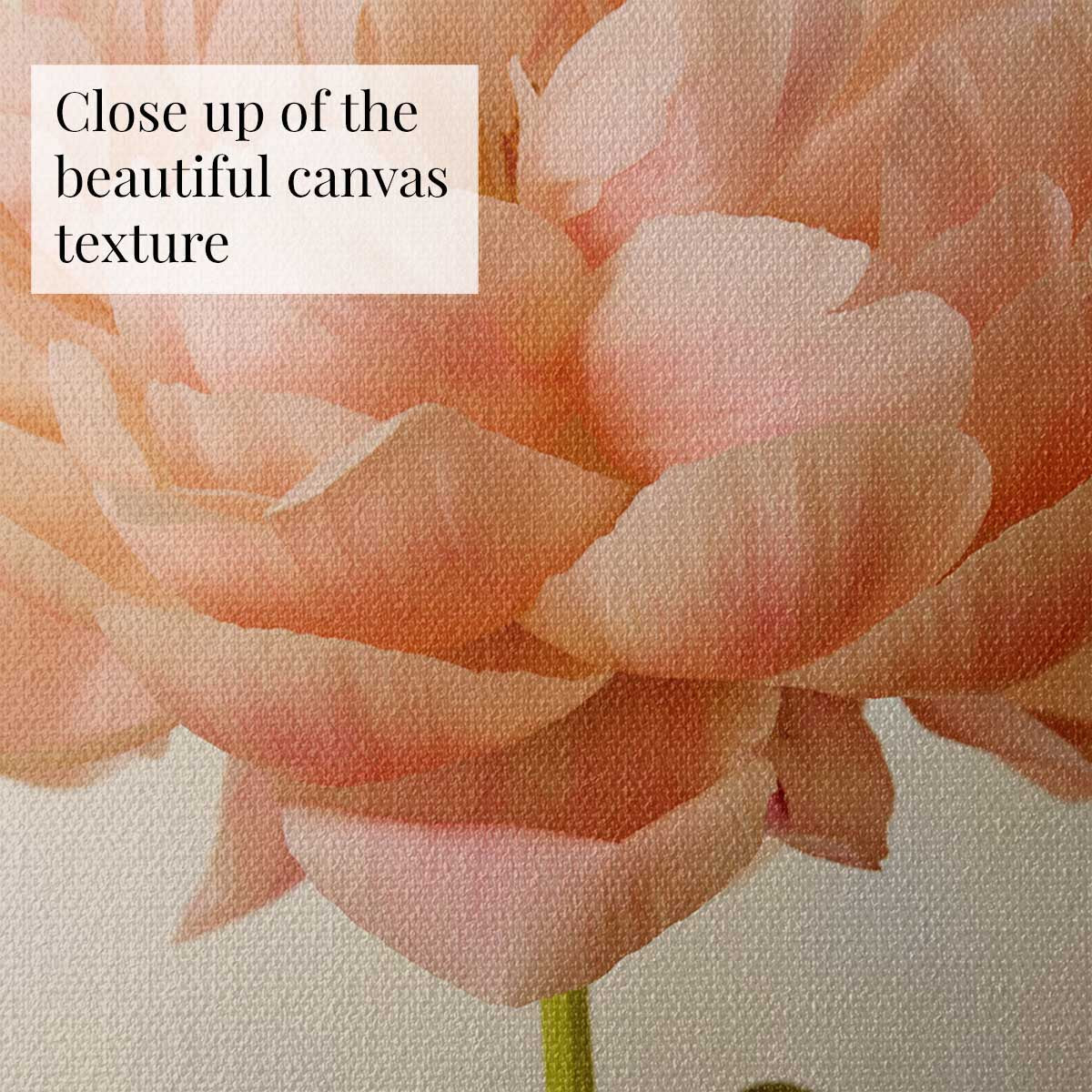 Coral Charm Peony Portrait 5