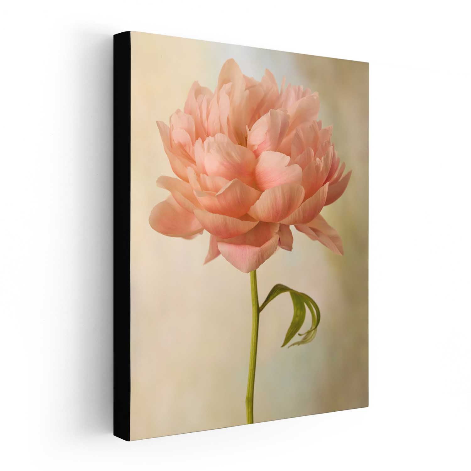 Coral Charm Peony Portrait 5