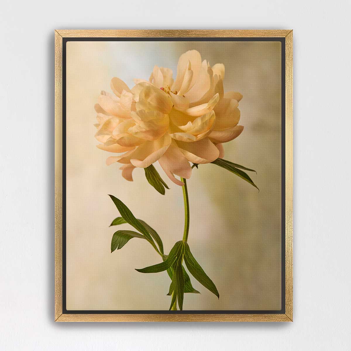 Coral Charm Peony Portrait 6