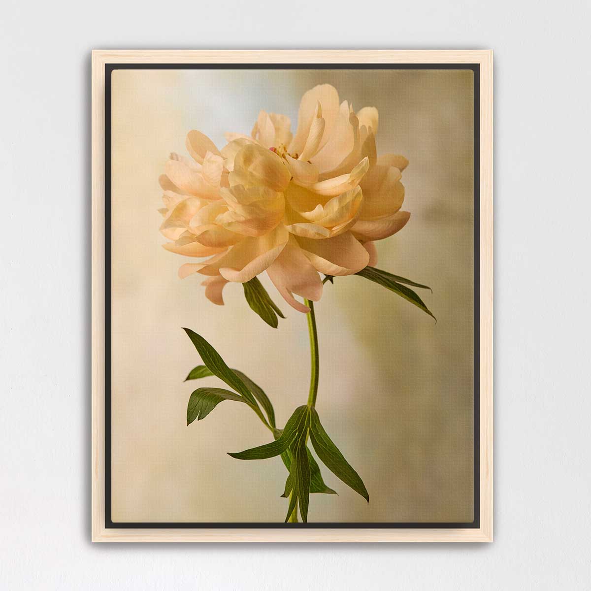 Coral Charm Peony Portrait 6