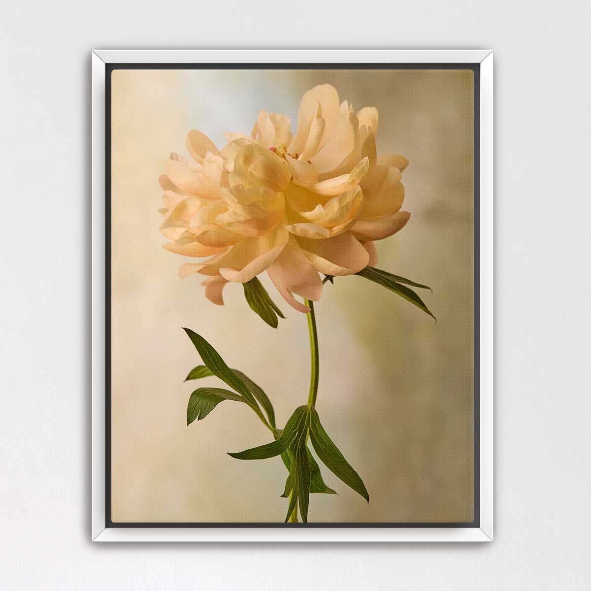 Coral Charm Peony Portrait 6